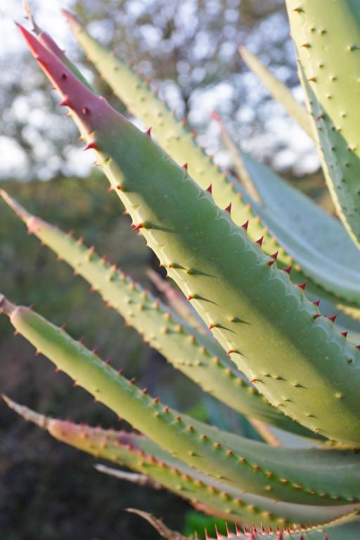 Aloe Manor Hotel Oudtshoorn Bagian luar foto